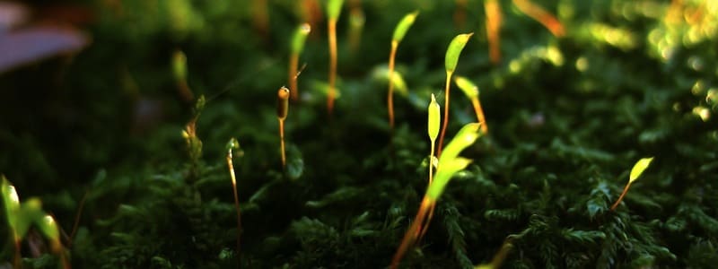 green-closeup-nature